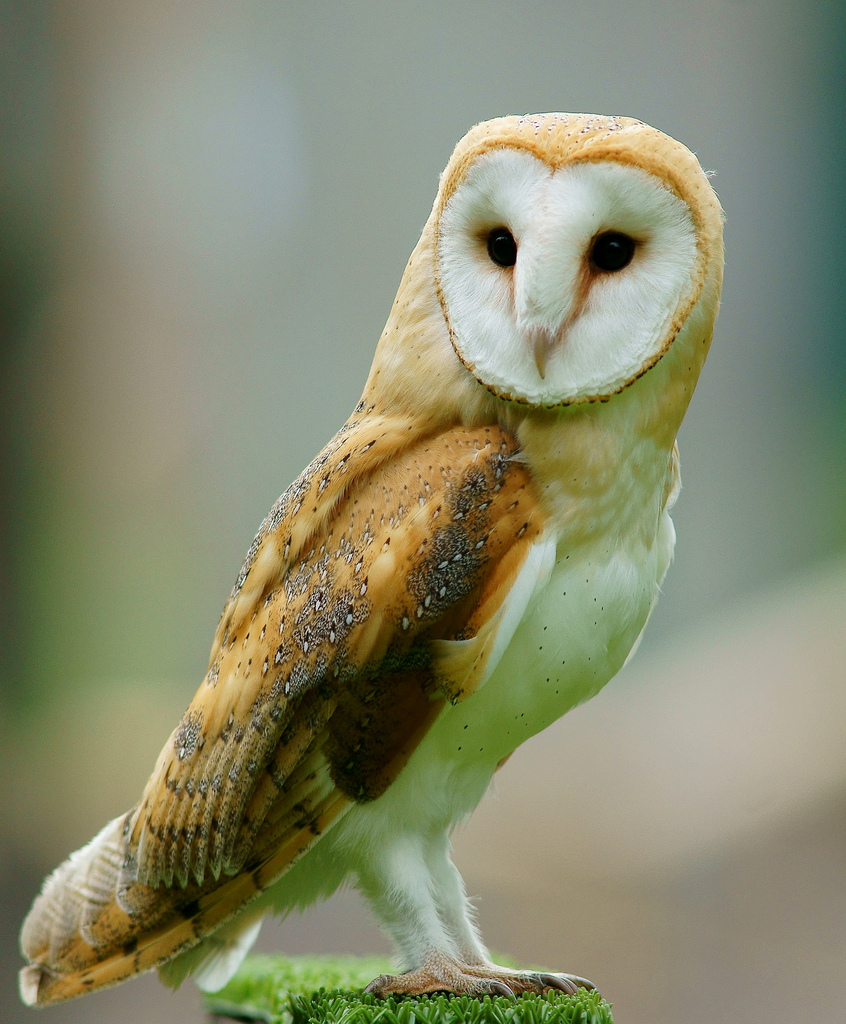 Barn Owl, Credit: Wikipedia